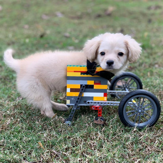 A 12-year-old inventor from the United States with the help of a LEGO helps animals with disabilities - LAminifigs