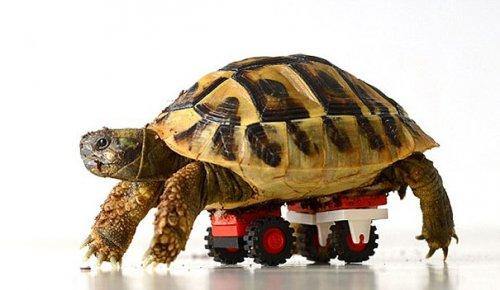 LEGO® wheelchair keeps injured turtle on the move