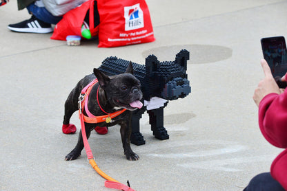 French Bulldog Dog Sculptures - LAminifigs , lego style jekca building set